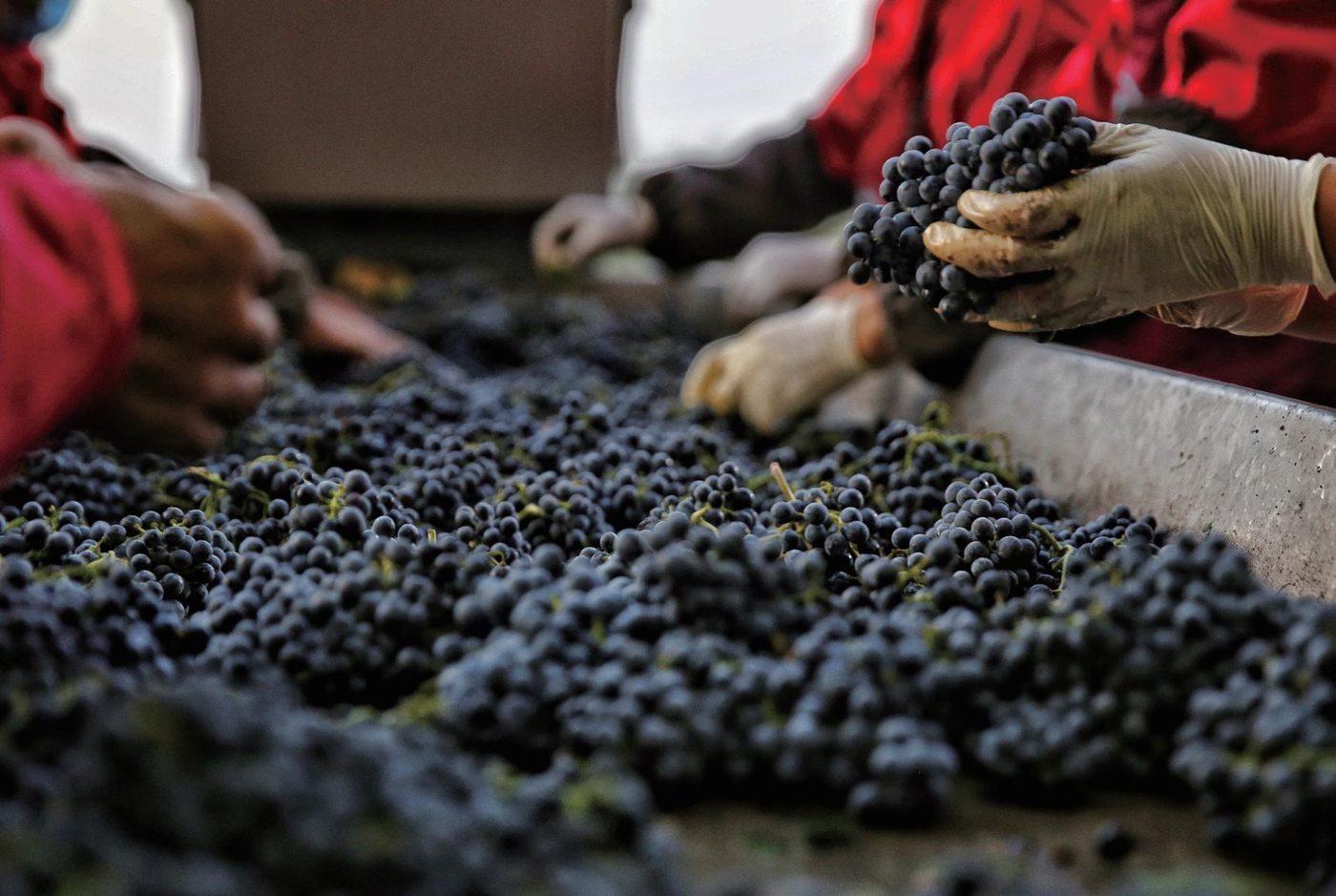 Fei Tswei · Grapes in the vineyard
