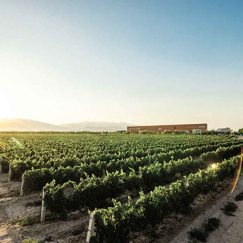 Our Vineyard