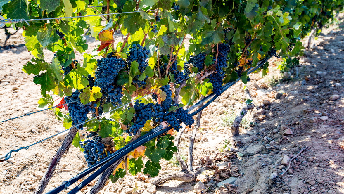 Fei Tswei · Block 6 Merlot single vineyard