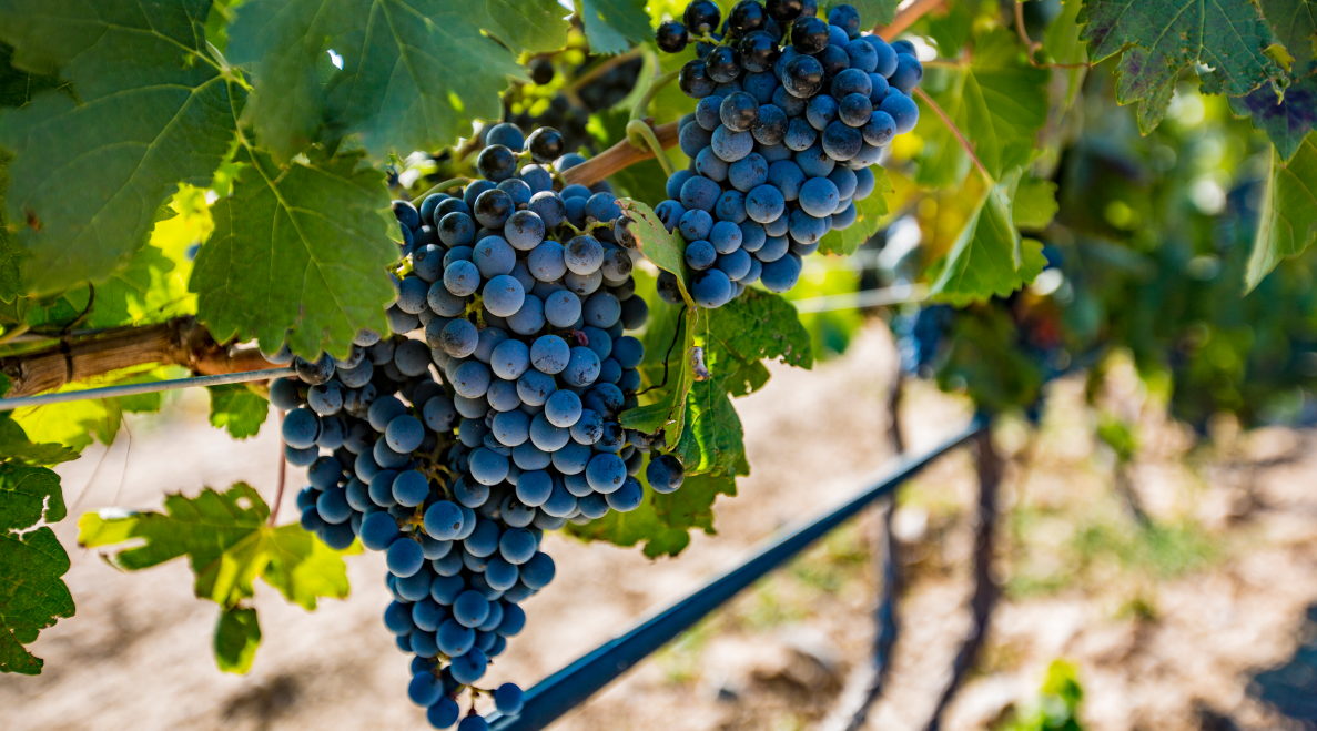 Fei Tswei · Block 10 Marselan single vineyard